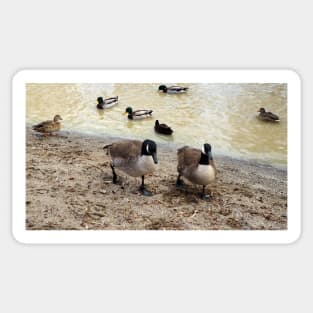 Canada Geese Walking Along a Beach Sticker